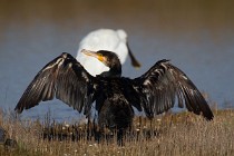 23 Cormorano - Parco Nazionale del Circeo, Latina