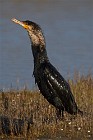 24 Cormorano - Parco Nazionale del Circeo, Latina