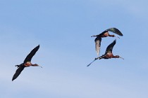 29 Mignattaio - Parco Nazionale del Coto Doñana