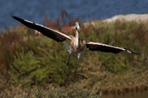 29 Greater flamingo - Circeo National Park, Italy