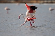 38 Greater flamingos - Natural Reserve of Huelta, Spain