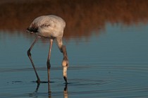 21 Fenicottero rosa juvenilis - Parco Nazionale del Circeo, Latina