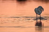 22 Fenicottero rosa juvenilis - Parco Nazionale del Circeo, Latina