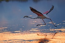 26 Fenicottero rosa - Parco Nazionale del Circeo, Latina