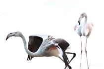 27 Fenicotteri rosa - Parco Nazionale del Circeo, Latina