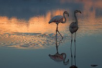 28 Fenicotteri rosa - Parco Nazionale del Circeo, Latina