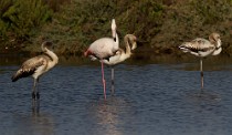 31 Fenicotteri rosa - Parco Nazionale del Circeo, Latina