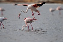 35 Fenicotteri rosa in accoppiamento - Riserva Naturaledi Huelva, Spagna