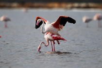 36 Fenicotteri rosa in accoppiamento - Riserva Naturaledi Huelva, Spagna