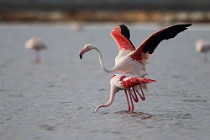 37 Fenicotteri rosa in accoppiamento - Riserva Naturaledi Huelva, Spagna