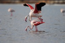 39 Fenicotteri rosa in accoppiamento - Riserva Naturaledi Huelva, Spagna