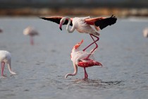 40 Fenicotteri rosa in accoppiamento - Riserva Naturaledi Huelva, Spagna