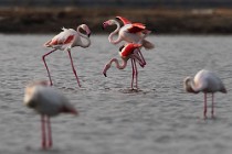 41 Fenicotteri rosa in accoppiamento - Riserva Naturaledi Huelva, Spagna