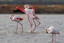 42 Fenicotteri rosa in accoppiamento - Riserva Naturaledi Huelva, Spagna