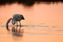 43 Fenicottero rosa - Parco Nazionale del Circeo, Latina