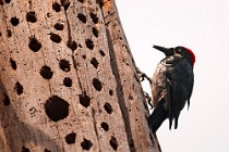 01 Acorn woodpecker -  Yosemite National Park (California)