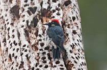 02 Acorn woodpecker -  Yosemite National Park (California)