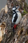 04 Great spotted woodpecker - Natural oasis of Alviano (Italy)