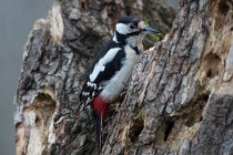 05 Great spotted woodpecker - Natural oasis of Alviano (Italy)
