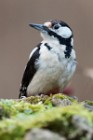 06 Great spotted woodpecker - Natural oasis of Alviano (Italy)