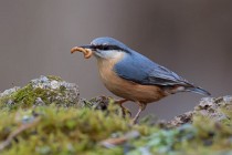 07 Nuthatch  - Natural oasis of Alviano (Italy)