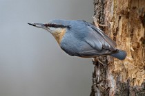 08 Nuthatch  - Natural oasis of Alviano (Italy)