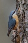09 Nuthatch  - Natural oasis of Alviano (Italy)