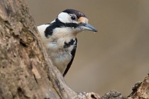10 Great spotted woodpecker - Natural oasis of Alviano (Italy)
