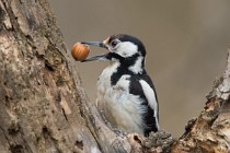 11 Great spotted woodpecker - Natural oasis of Alviano (Italy)