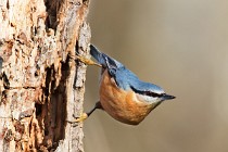 03 Picchio muratore - Oasi Naturale di Alviano