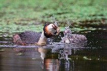 41 Grebe with chick - Natural reserve of Canterno