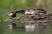 26 Svasso sul nido - Riserva Naturale di Canterno