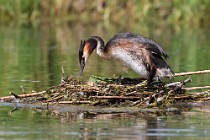 27 Svasso sul nido - Riserva Naturale di Canterno