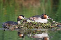 29 Svassi sul nido - Riserva Naturale di Canterno