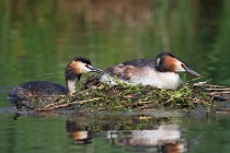 30 Svassi sul nido - Riserva Naturale di Canterno