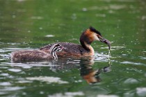 33 Svasso con pullo - Riserva Naturale di Canterno