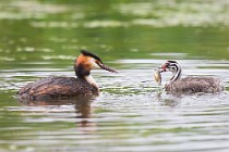 34 Svasso con pullo - Riserva Naturale di Canterno