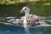 35 Pullo di svasso - Riserva Naturale di Canterno