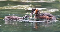 38 Svasso con pullo - Riserva Naturale di Canterno