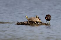 11 Marsh turtles - Circeo National Park, Latina