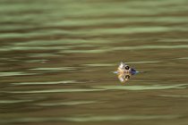 12 Marsh turtle - Circeo National Park, Latina