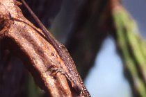 9 Goiter lizard - Circeo National Park - Italy