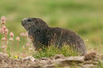 01 Marmots, Alpes Mountains, Italy