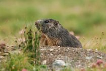 02 Marmots, Alpes Mountains, Italy