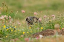 03 Marmots, Alpes Mountains, Italy