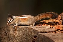 06 Red Squirrel - Yosemite National Park, California