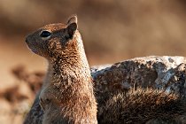 08 Ground squirrel - Big Sur Coast - California