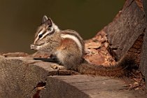 11 Red Squirrel - Yosemite National Park, California