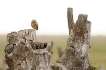 02 Civetta - Parco Nazionale del Coto Doñana,  Spagna