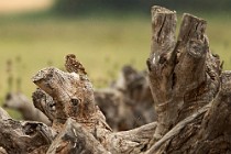 03 Civetta - Parco Nazionale del Coto Doñana,  Spagna